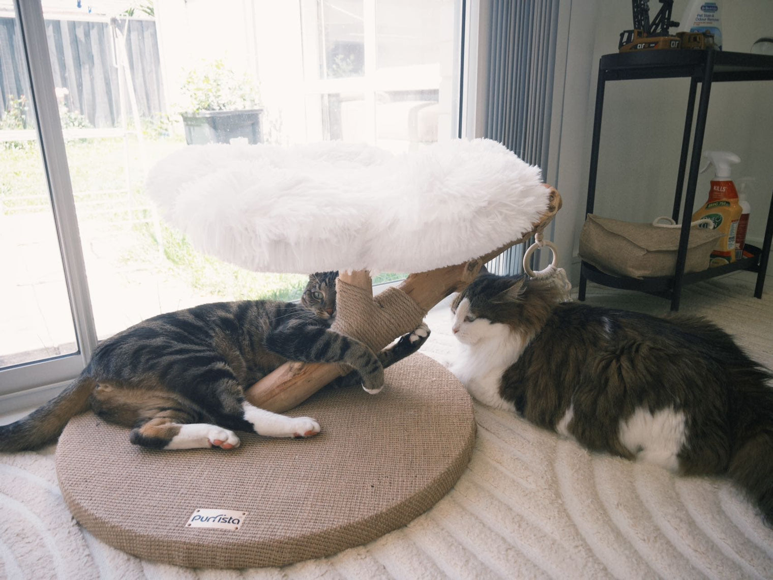 Two cats relaxing by a Purrista cat tree. One tabby cat is lying on the jute base with its paw wrapped around the tree, while a fluffy black and white cat rests beside it, both enjoying a cozy and sunny indoor setting.