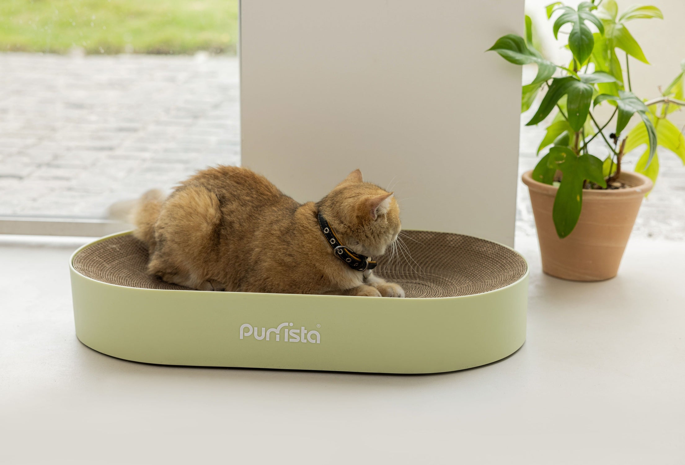 Cat Scratcher